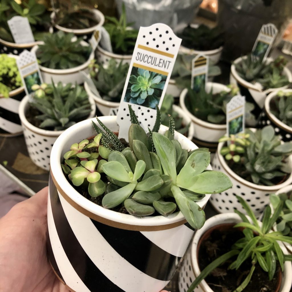 These New Mini Succulents at Aldi are Giving Us All the Kate Spade Vibes Aisle of Shame