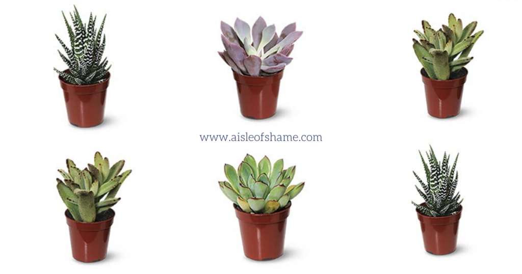 Aldi succulents