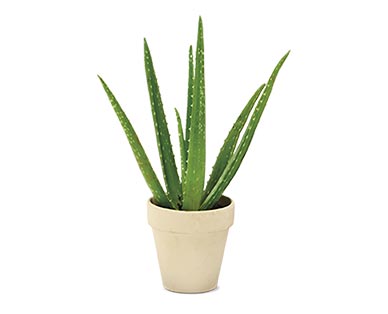 Aldi Aloe Vera Plant