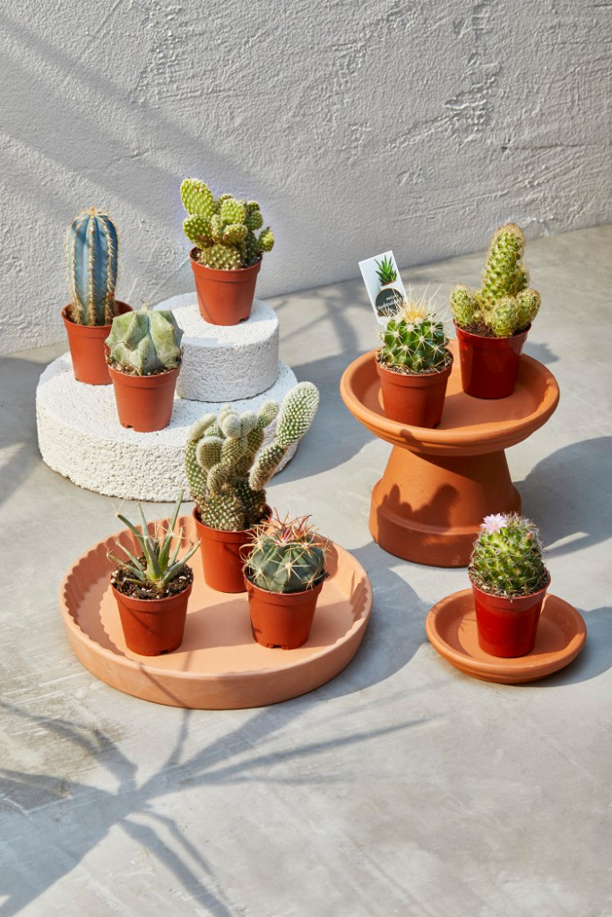 Aldi mini cactus