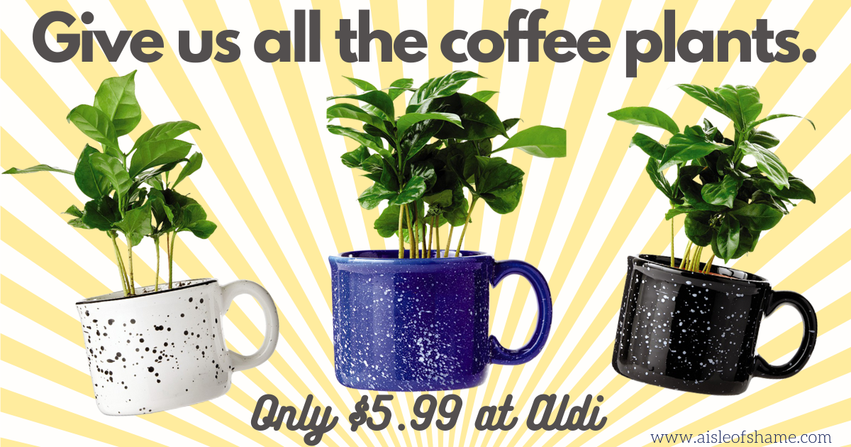 Coffee Plants at aldi in mug