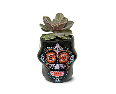 day of the dead succulents