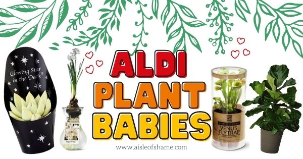 october plant babies at Aldi