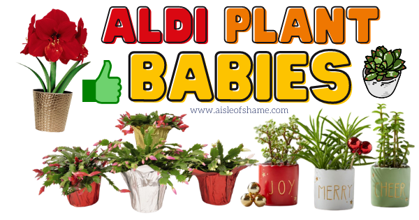 november plant babies