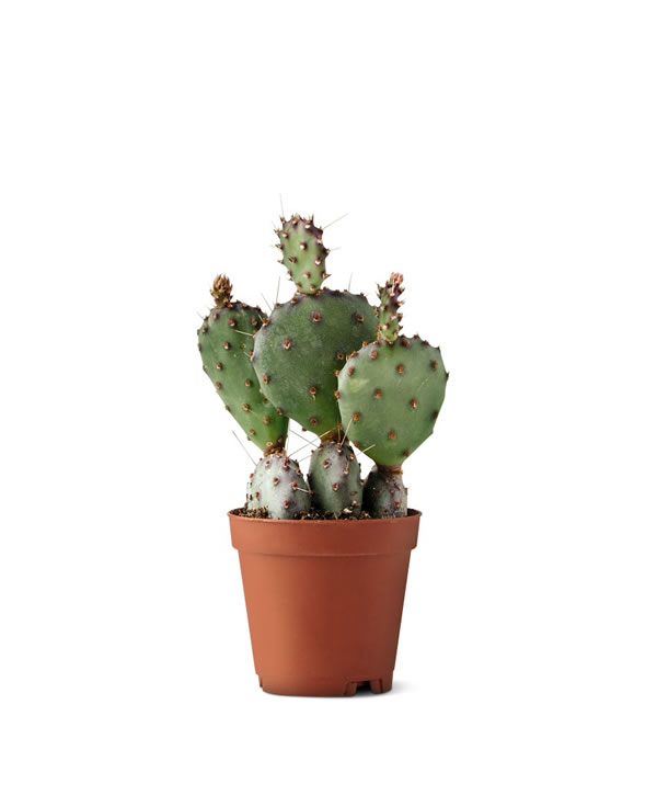 aldi cactus 