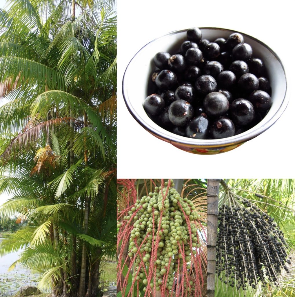 what is Açai