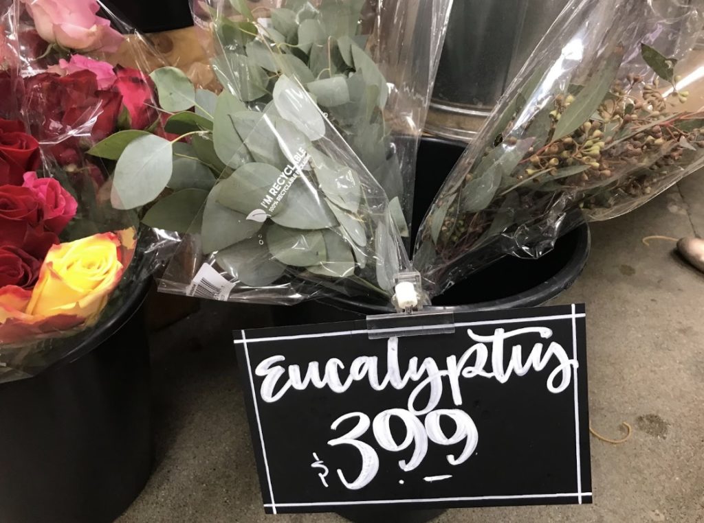 Trader Joe’s Eucalyptus Store