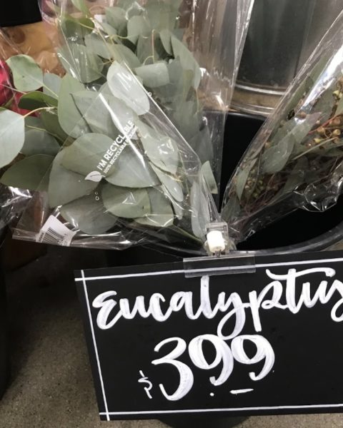 Trader Joe’s Eucalyptus Store