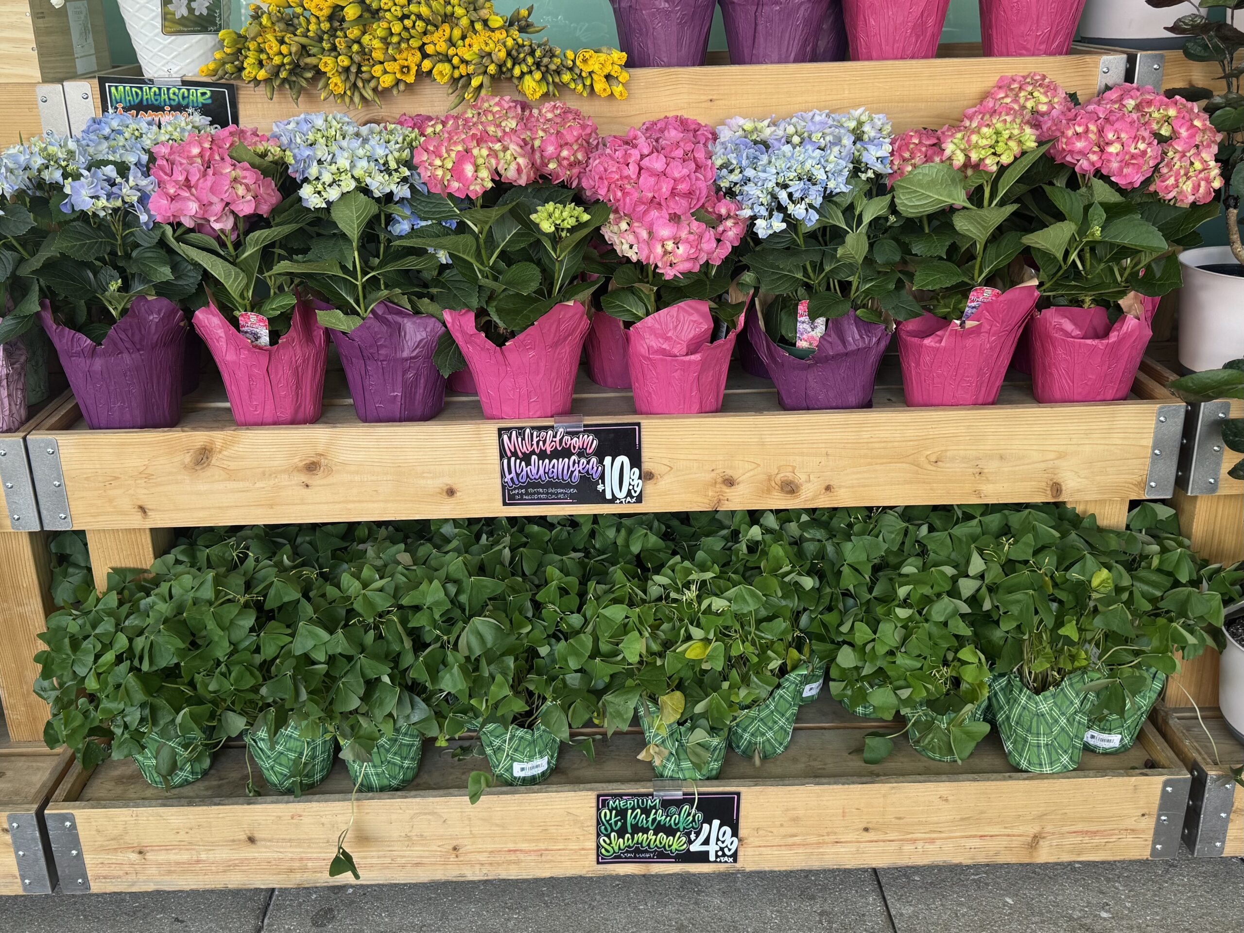 Multibloom Hydrangea - in store
