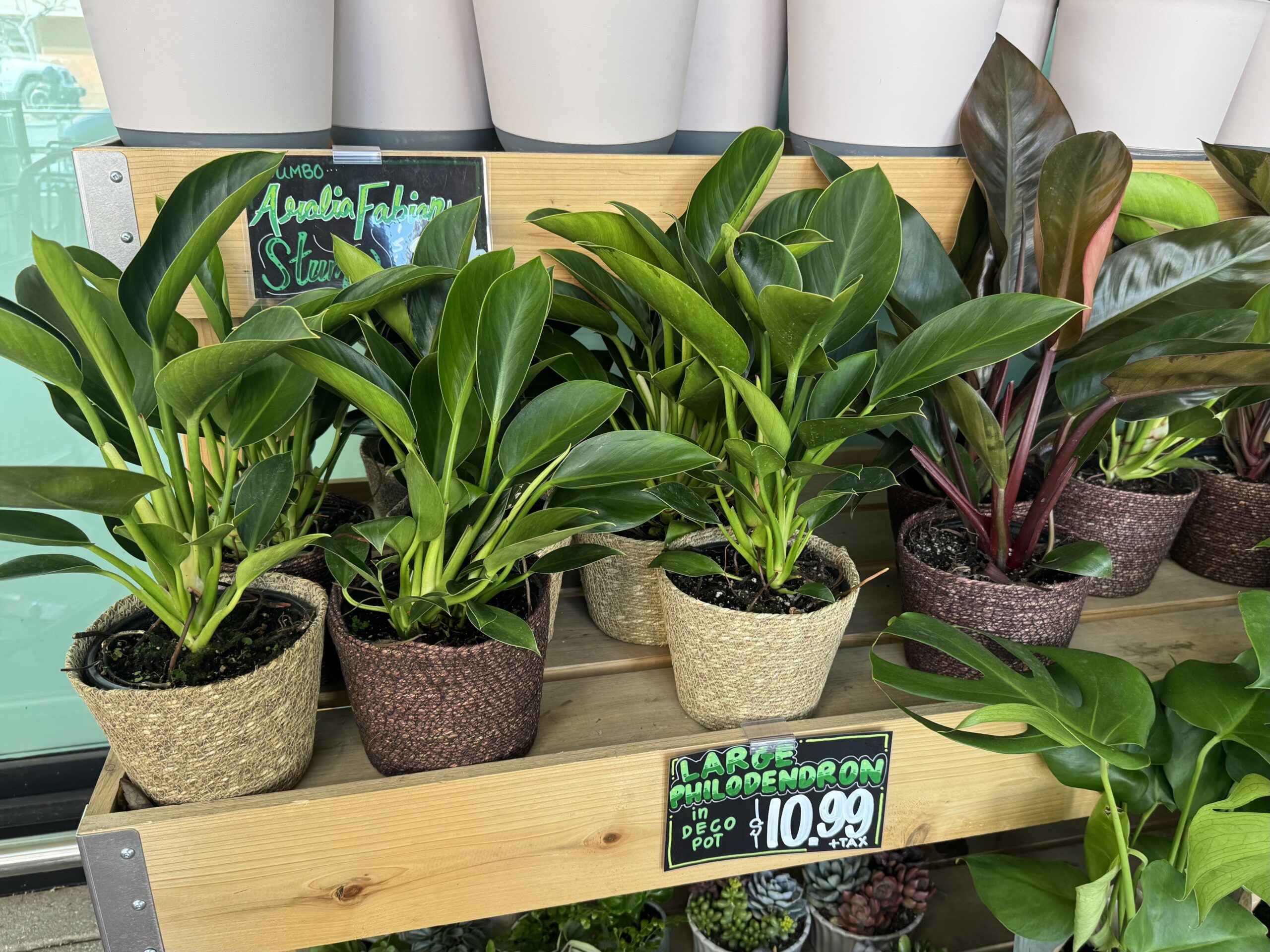 LARGE PHILODENDRON in DECO POT - in store