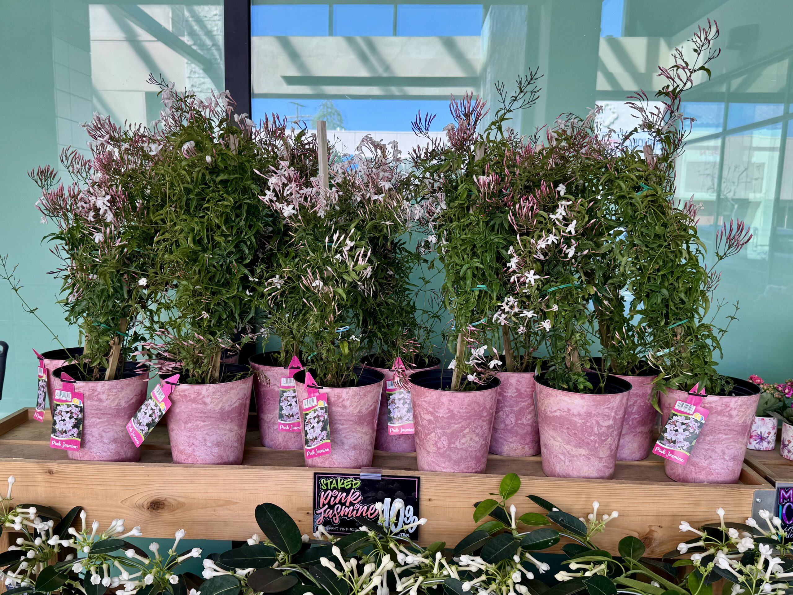 STAKED Pink Jasmine - in store