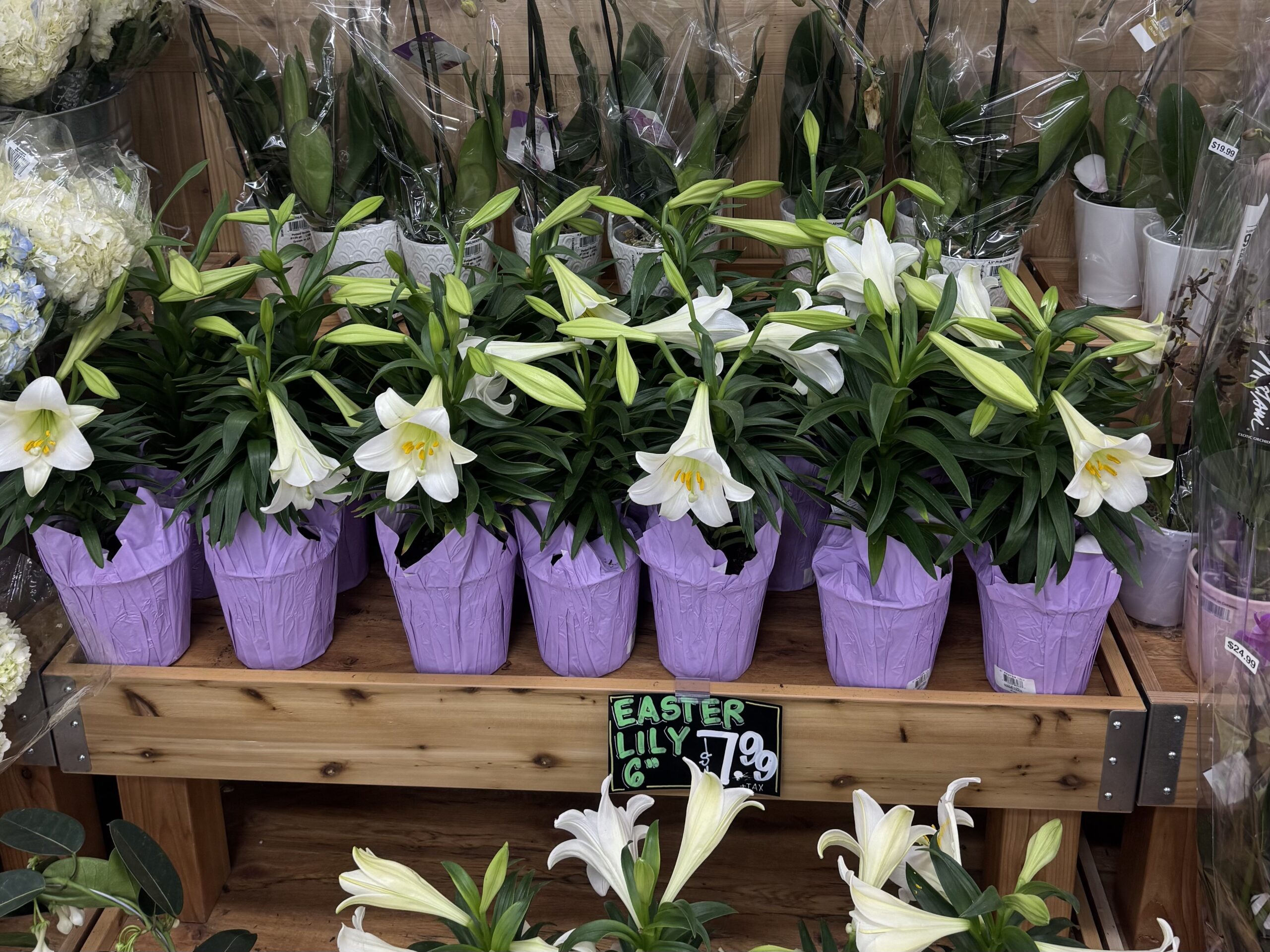 Easter Lily 6" - in store