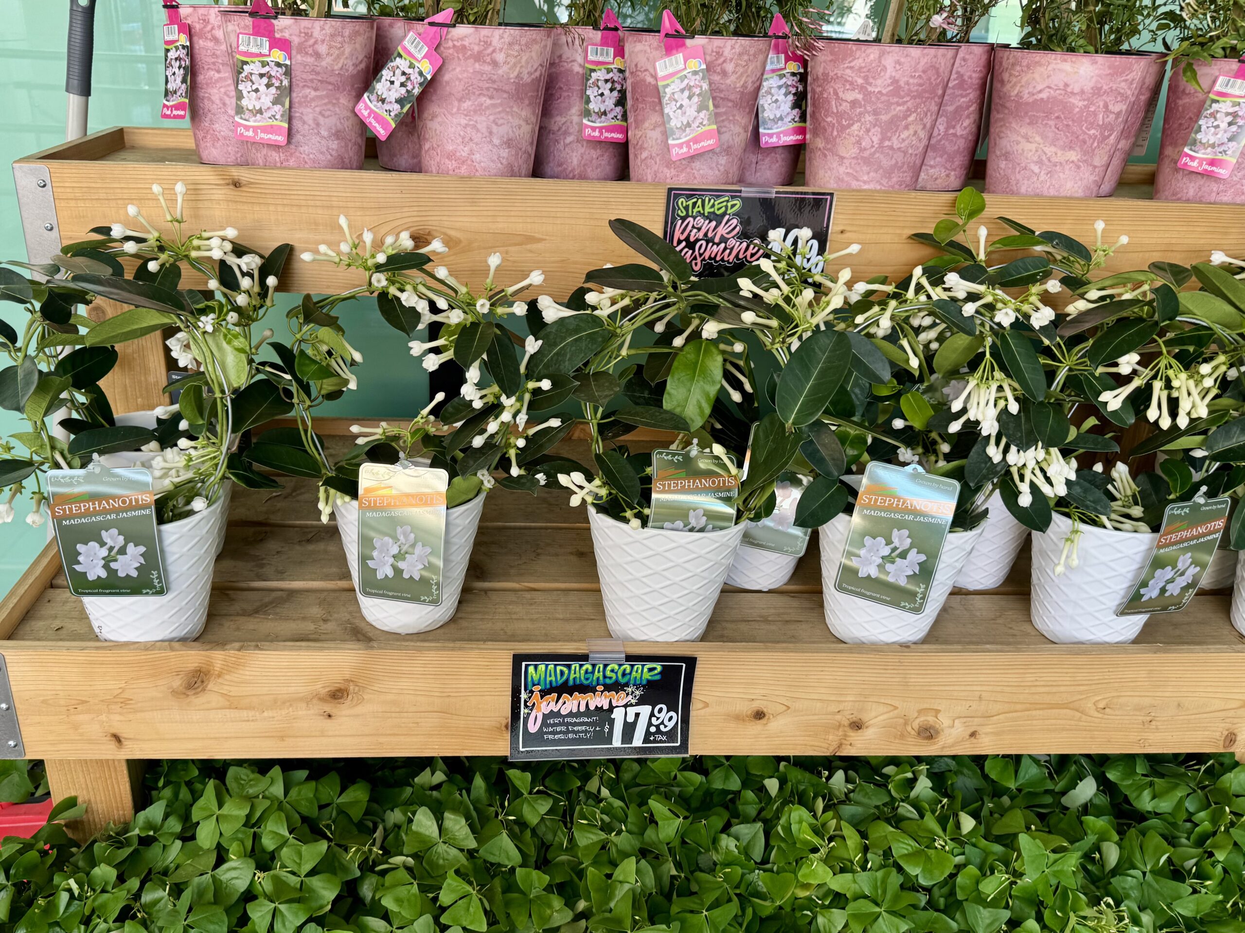 Madagascar Jasmine - in store