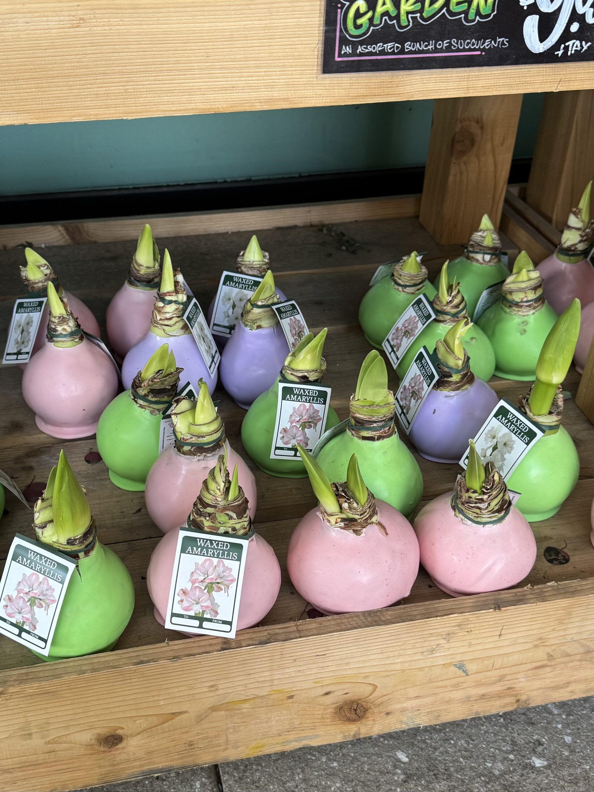 Waxed Amaryllis - in store