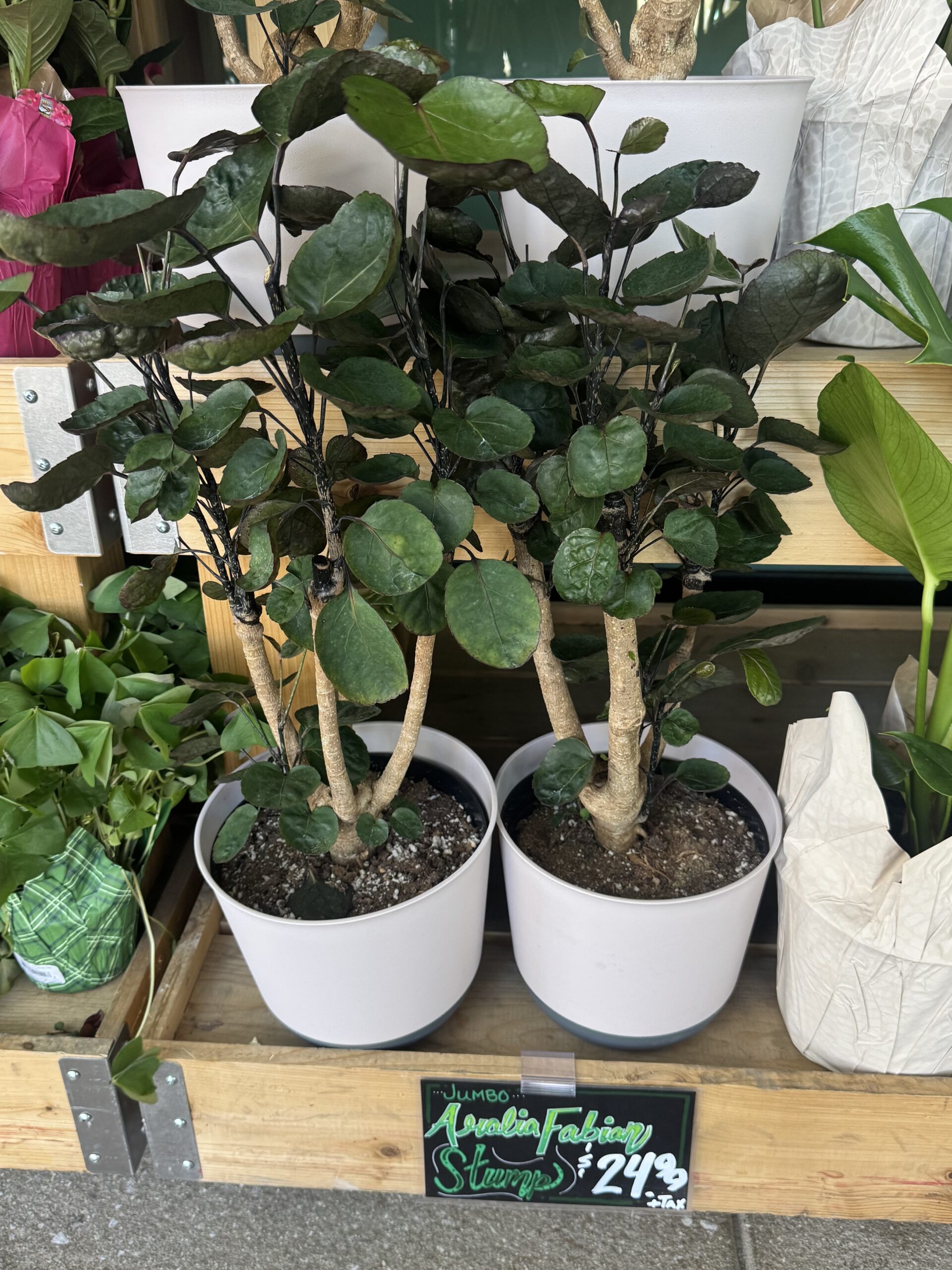 Jumbo Aralia Fabian Stump - in store