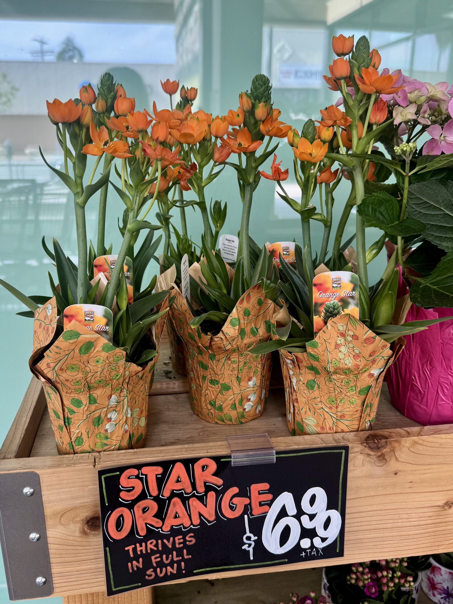 Star Orange - in store