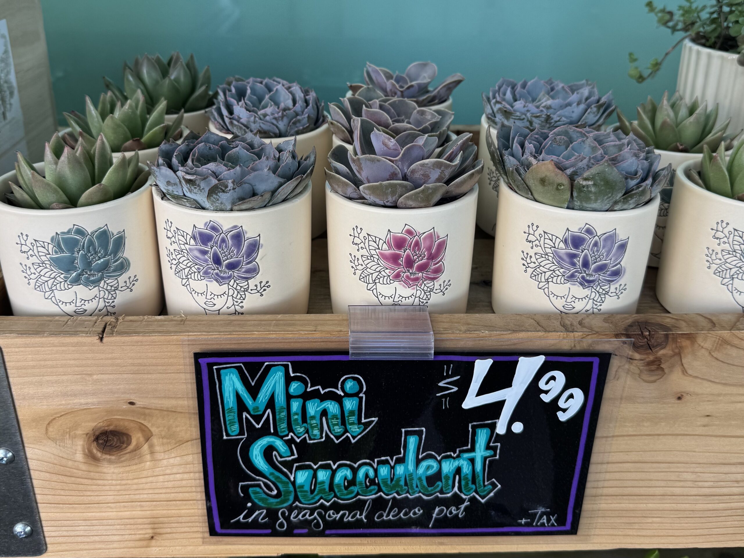 Mini Succulent in seasonal deco pot - in store
