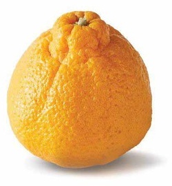 Sumo Citrus