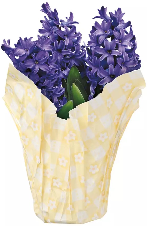 Tulips, Lilies, or Hyacinths - Assorted Colors