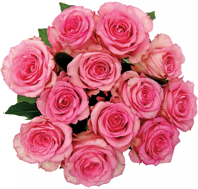 12 Stem Rose Bouquet - Assorted Colors