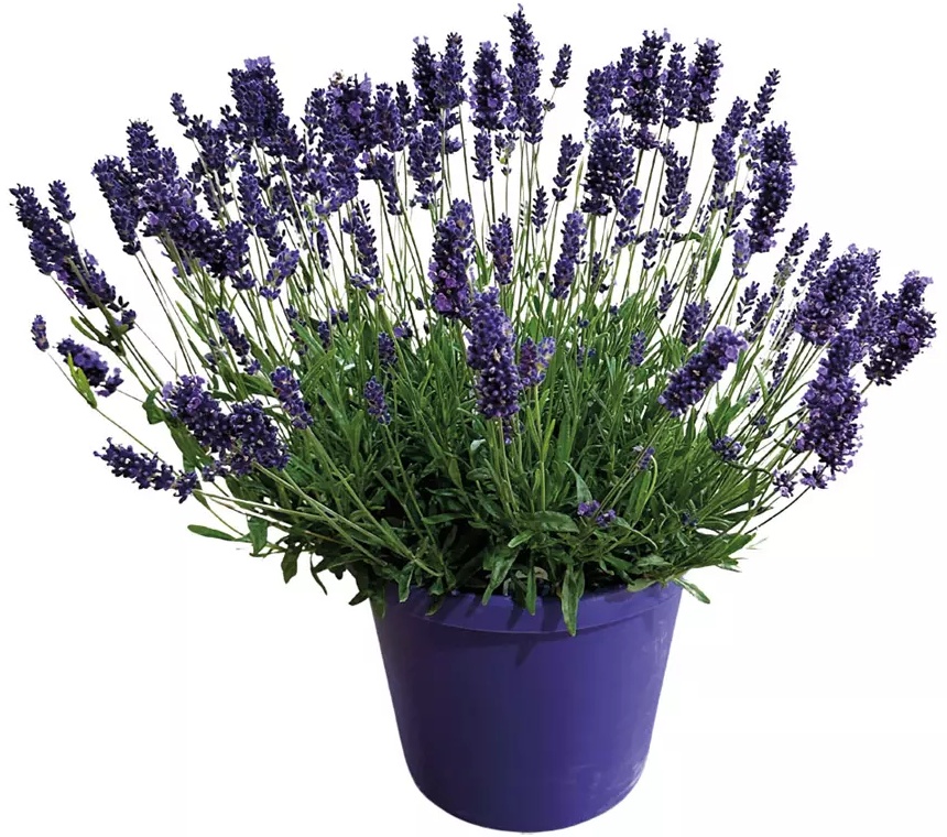 Lavender Plant -