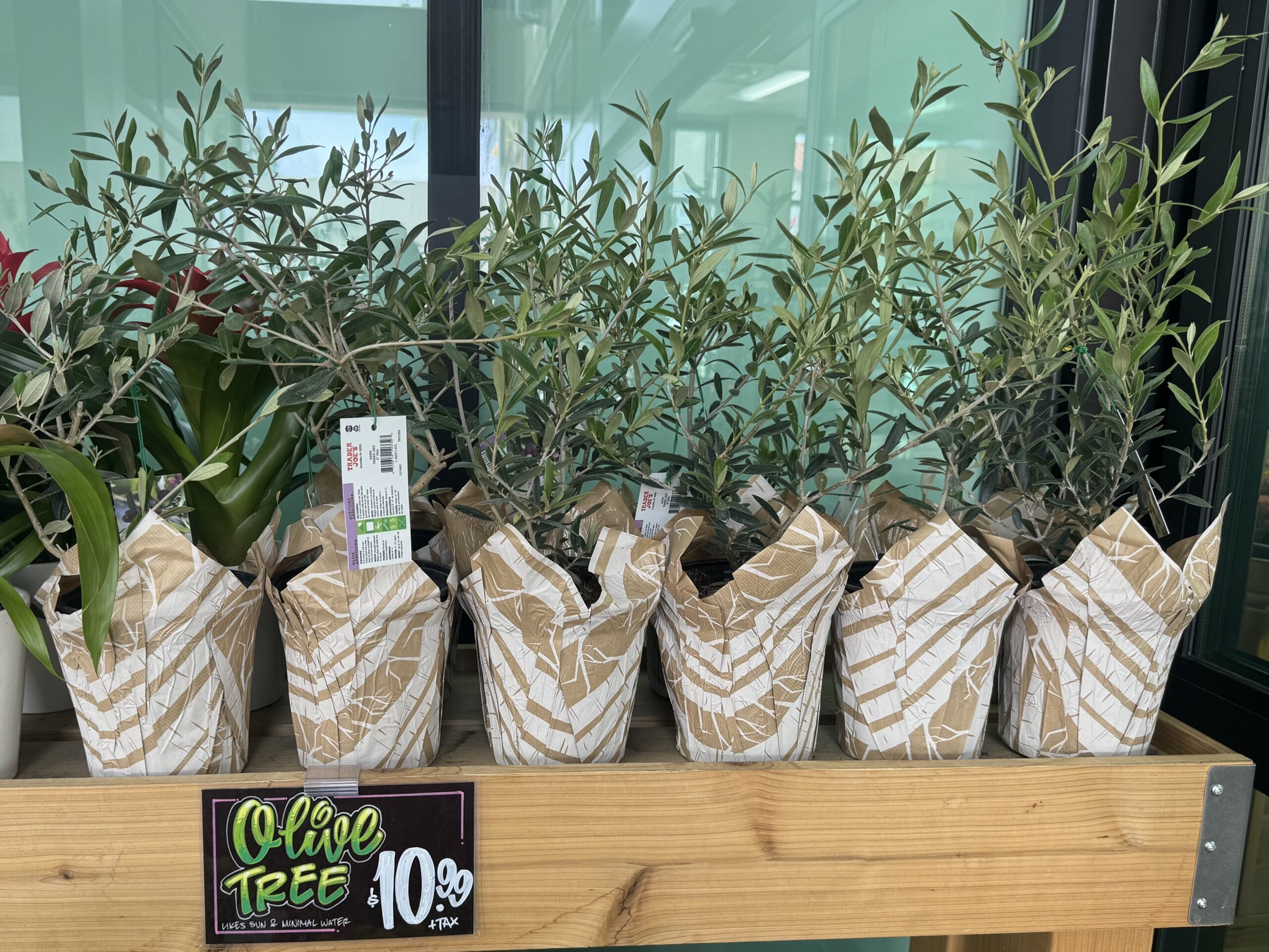 Olive TREE - in store