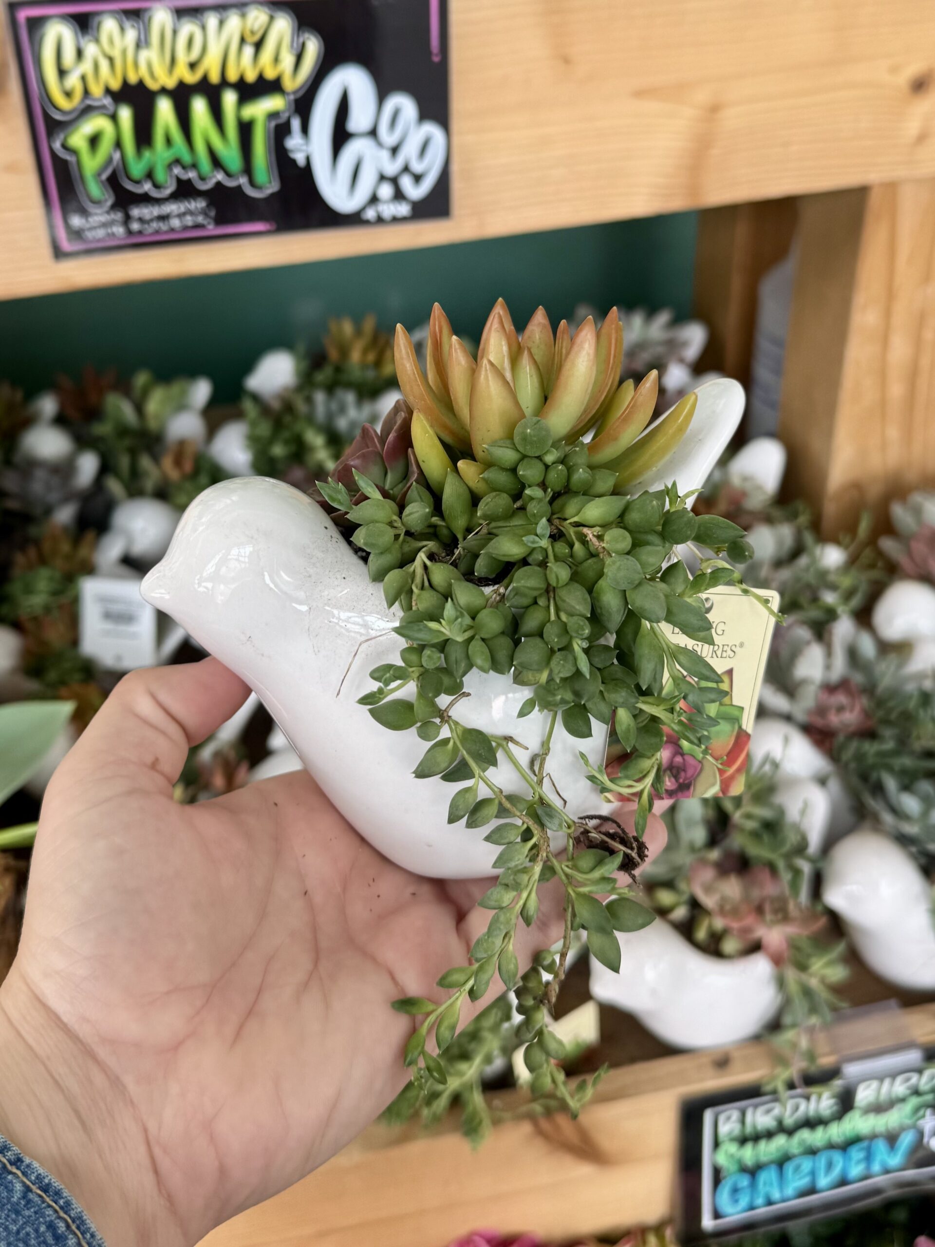 BIRDIE BIRD Succulent GARDEN - in store