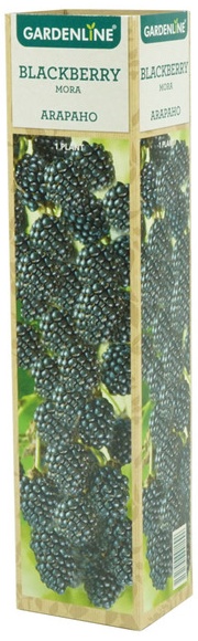 Berry Bush Assortment - 