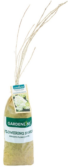 Gardenline Annabelle Hydrangea - 