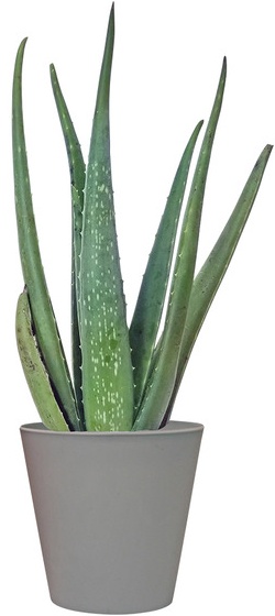 Aloe Vera Plant - 