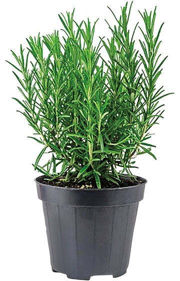 Veg-Herb Assortment - 