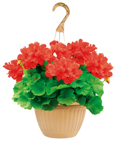 10 inch Assorted Hanging Baskets - 