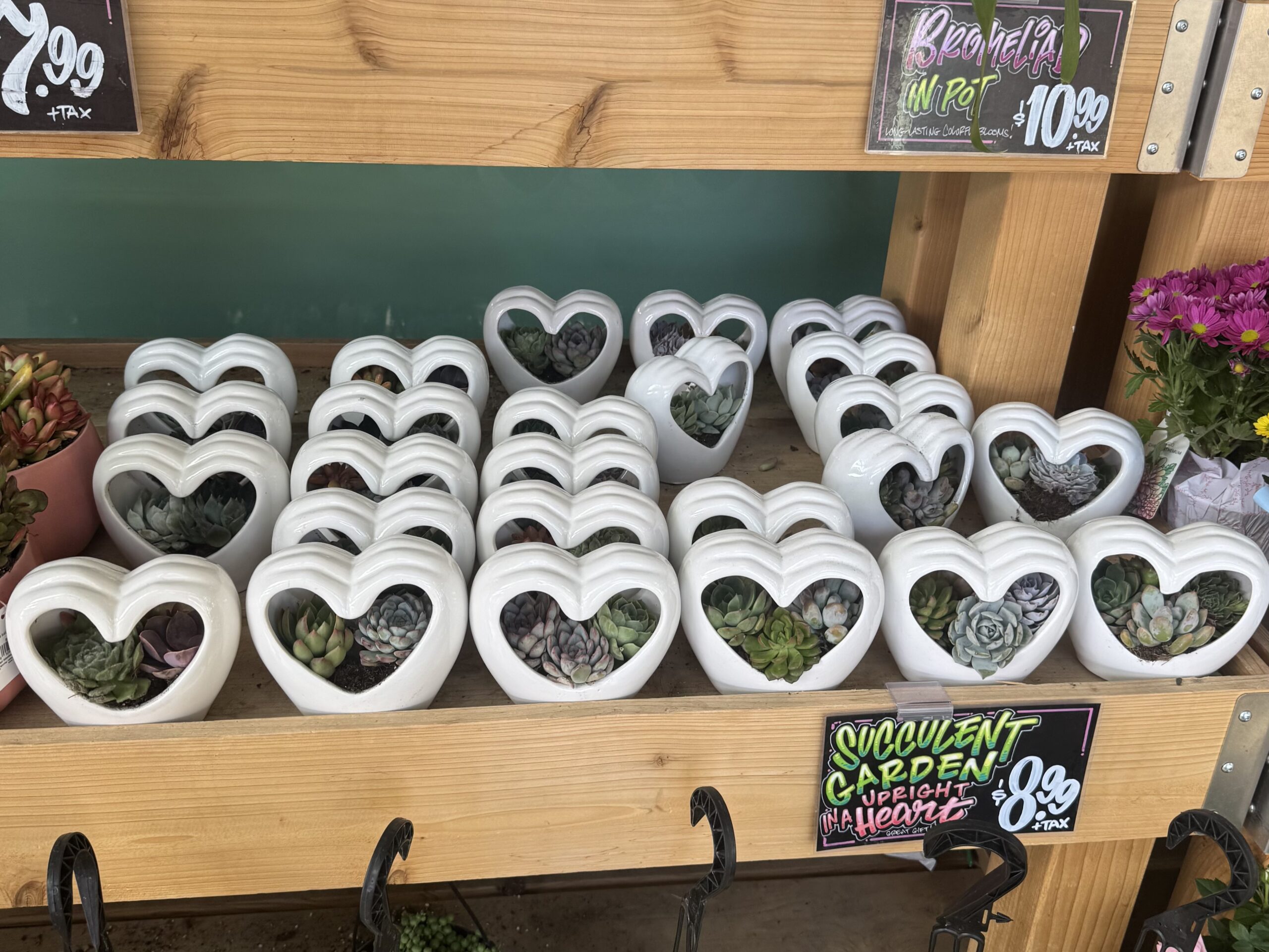 Succulent Garden Upright In A Heart - in store