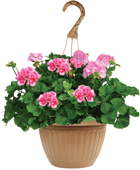 10 inch Assorted Hanging Baskets - 