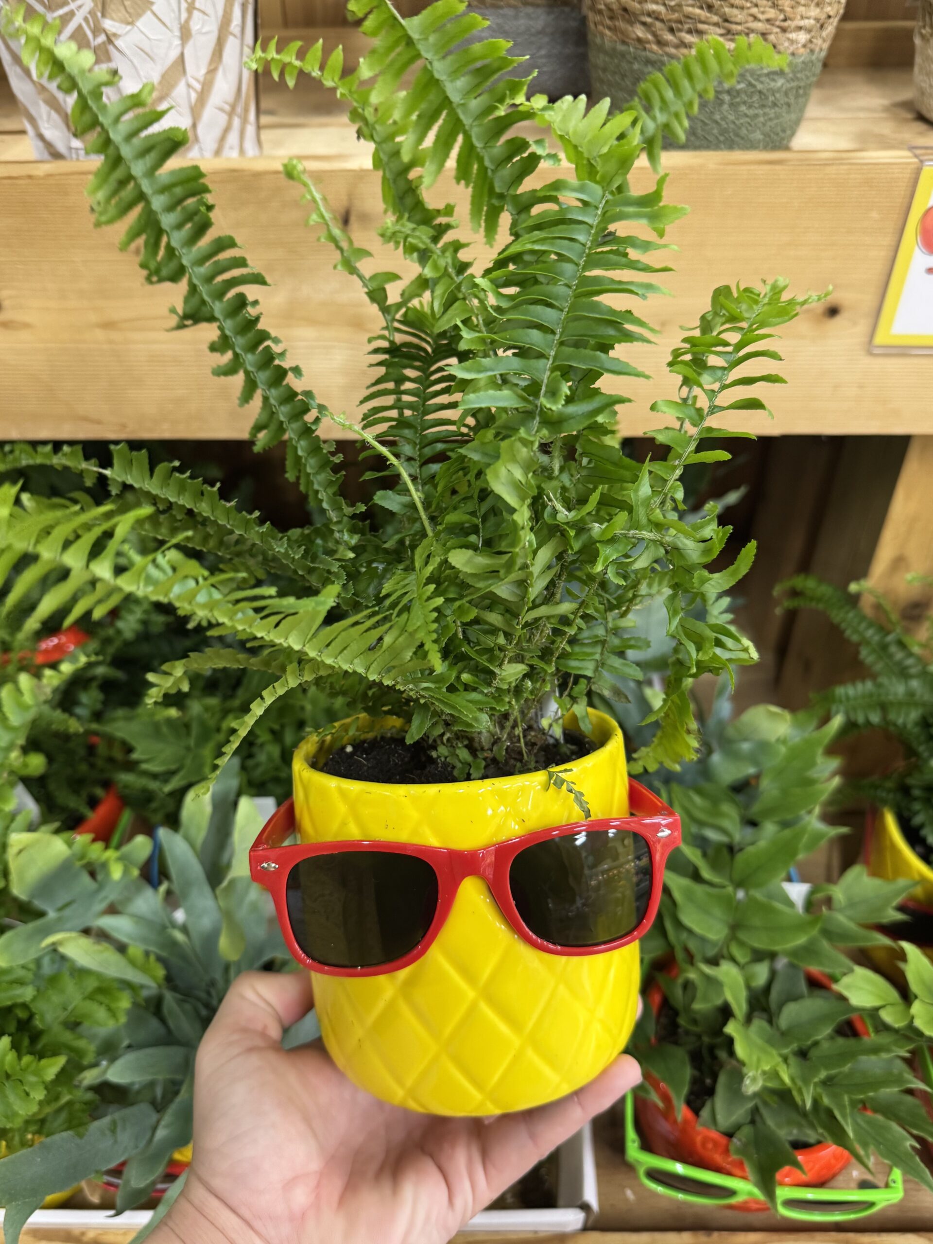 Fern in Pineapple Pot with Sunglasses - in store