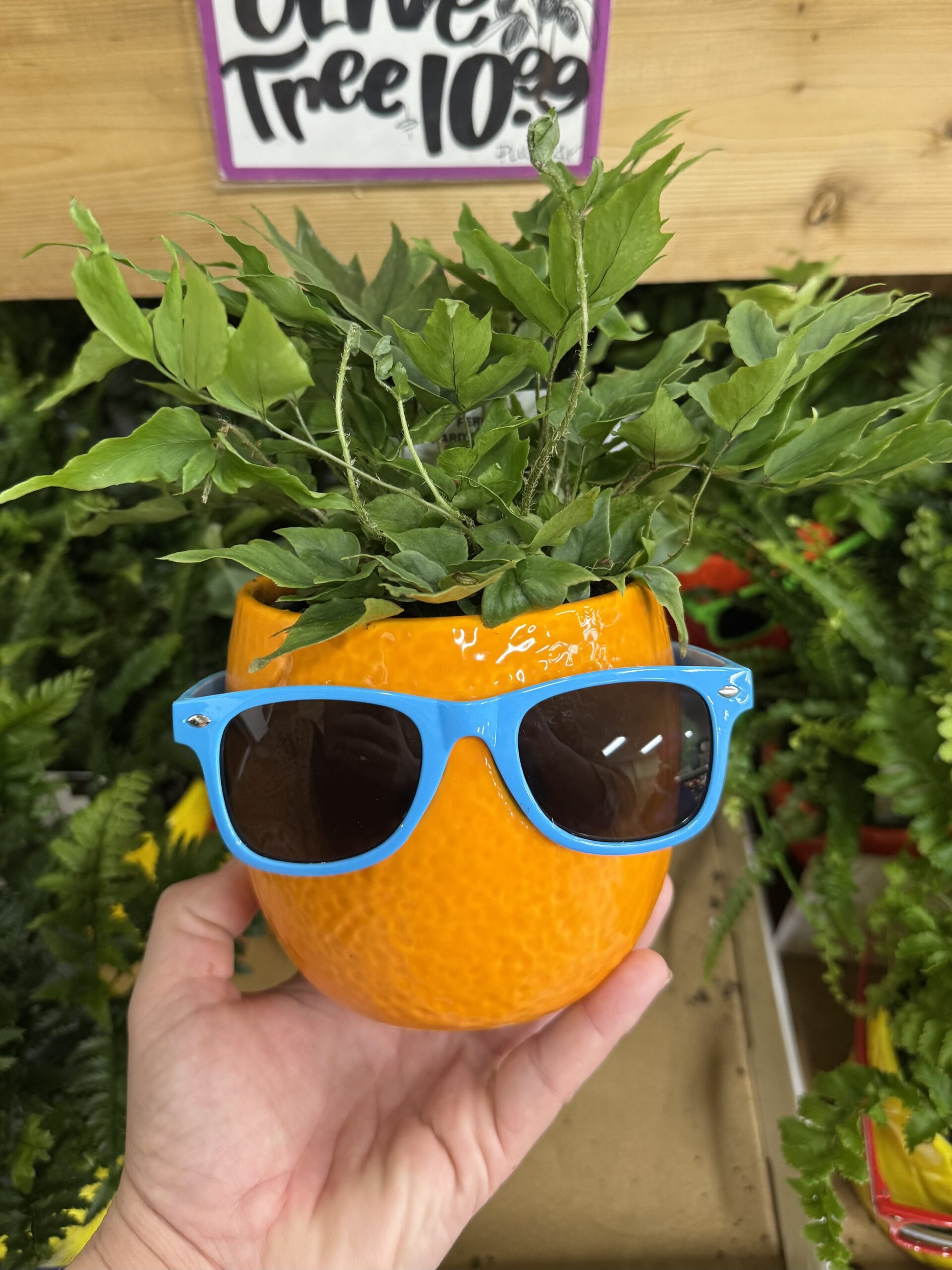 Fern - in store