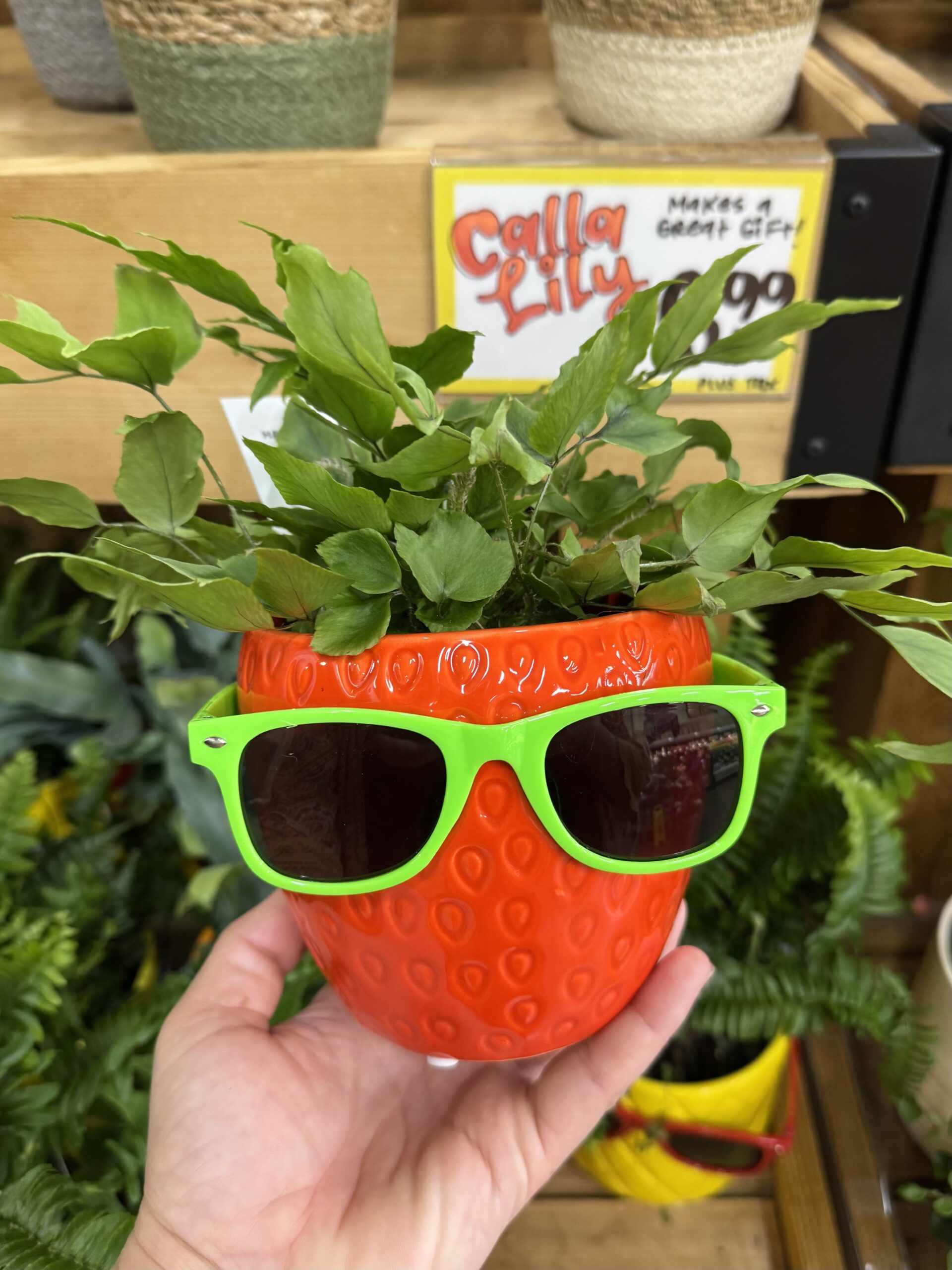 Potted Fern in Strawberry Pot with Sunglasses - in store