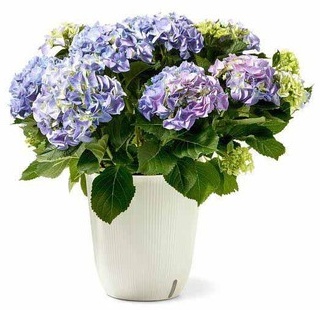 Large Hydrangea