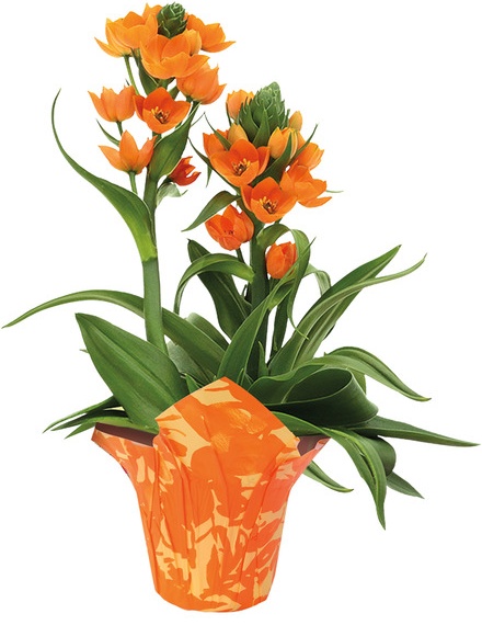 Sun Star Plant - 