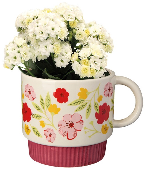 Kalanchoe in Mug - 