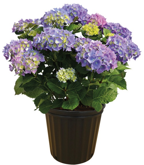 Spring Hydrangea - 