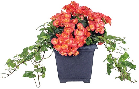 8in Patio Planter -