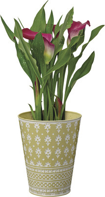 Calla Lily in Can
