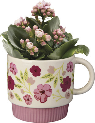 Kalanchoe in Mug