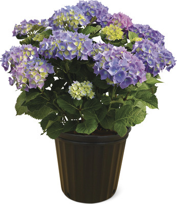 Spring Hydrangea