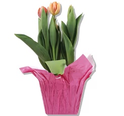 4-8 Inch Blooming Potted Plant Gifts