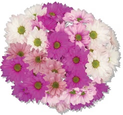 Mother's Day Crazy Daisy Bouquet