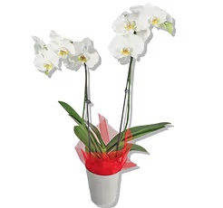 5 Inch Mother's Day Orchid in Mylar