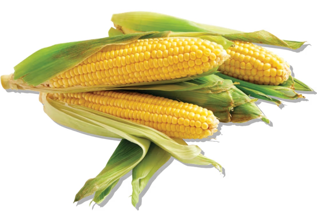 Yellow, White or BiColor Corn