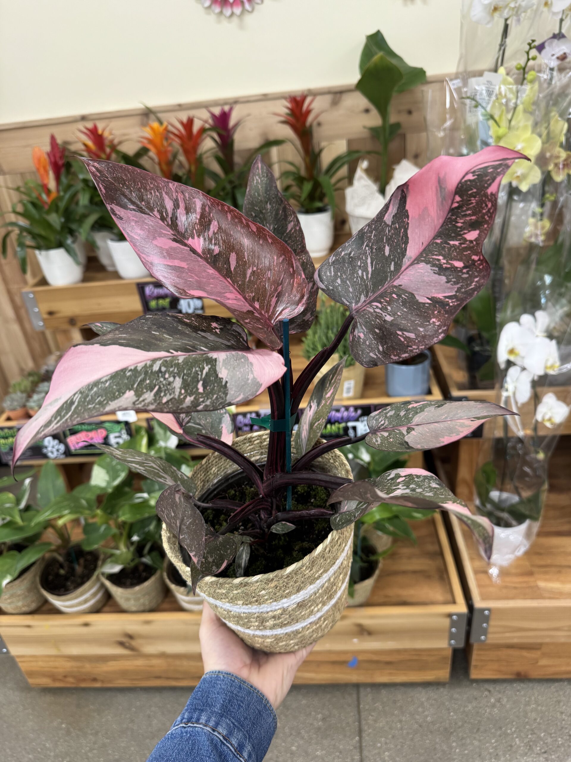 Philodendron Pink Princess - in store